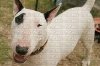 Bull-terrier - фрее пнг