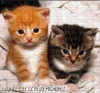 2 chatons - 免费PNG
