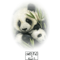 Pandas - bezmaksas png