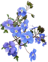 Blue flowers.Fleurs.Bouquet.Victoriabea