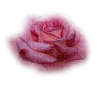 Róża różowa22 - PNG gratuit