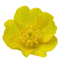 Flowers yellow bp - darmowe png