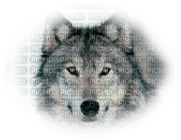 Wolf - PNG gratuit