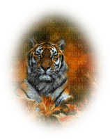 tube tigre - png grátis