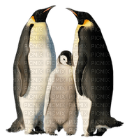 pinguino - png gratis