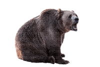 bär bear milla1959 - PNG gratuit