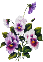 FLOWERS ROXY - Bezmaksas animēts GIF