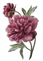 Pfingstrosen, dunkelrot, Blumen - Gratis animeret GIF