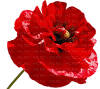 soave deco flowers poppy red - png ฟรี