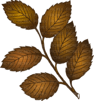Brown Leaves-RM - gratis png