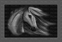 bg-gray-ani-häst-horse-minou52 - GIF animado gratis