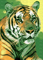 tiger - Zdarma animovaný GIF