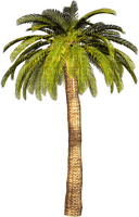 palm by nataliplus - δωρεάν png