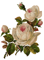 Trandafir roz - Безплатен анимиран GIF