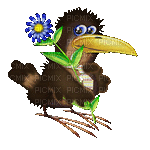 Corvo traz flor - GIF animate gratis