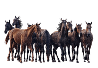 horse. horses bp - PNG gratuit
