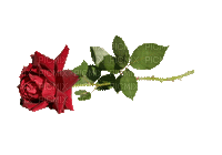 rosa beijos - 無料のアニメーション GIF