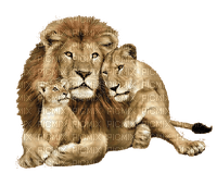 Lion - Bogusia - png grátis