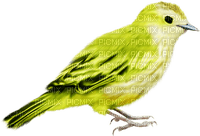 green-bird-fågel-deco-minou52 - gratis png