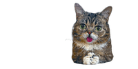 cat chat katze animal    summer ete  tube   spring printemps - 無料png