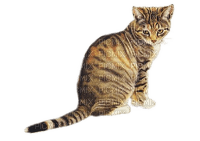 Katze, getigert, Cat - PNG gratuit