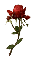 Trandafir 25 - PNG gratuit