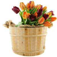spring flower flowers_fleur fleurs_printemps - безплатен png