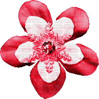 Snowflake.Flower.Red.Animated - KittyKatLuv65 - Gratis geanimeerde GIF