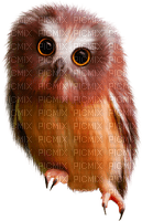Owls - nemokama png