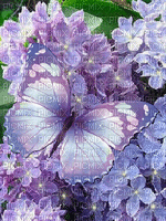 gif flores e borboletas fundo lilas