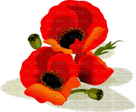 Poppy Flowers - GIF animate gratis