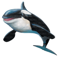 orca - bezmaksas png
