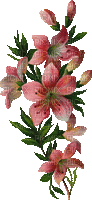 pink flower gif rose fleur - GIF animado gratis