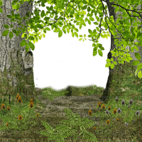 forest frame cadre foret