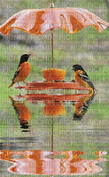Birds bp - Δωρεάν κινούμενο GIF