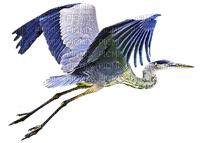 crane birds bp - 免费PNG