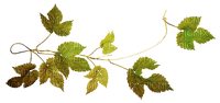 autumn deco leaves ivy kikkapink - Free PNG