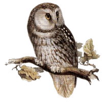 Kaz_Creations Birds Bird Owls Owl - zadarmo png