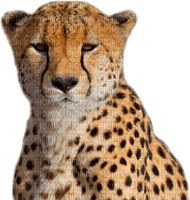 cheetah bp - darmowe png