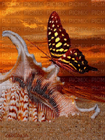OCEAN SHELLS BUTTERFLY - Free animated GIF