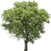 Baum - gratis png