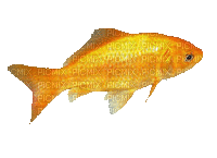 poisson - Ingyenes animált GIF