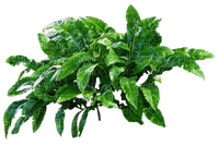 leafy plant - gratis png