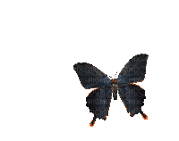 borboletas - Kostenlose animierte GIFs