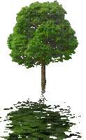 Drzewo1 - GIF animado gratis