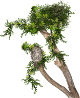 Kaz_Creations Trees Tree - gratis png