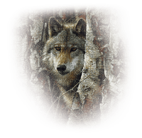 wolf bp - png gratuito