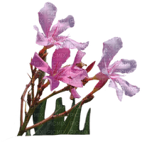 oleander - бесплатно png