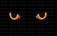 Cat eyes - Free animated GIF