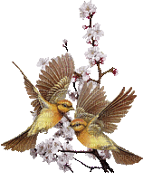 ptaci vetev - Darmowy animowany GIF